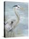 Great Blue Heron Gaze-Eva Watts-Stretched Canvas