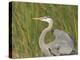 Great blue heron in breeding plumage, Blue Heron Wetlands, Florida, USA-Maresa Pryor-Premier Image Canvas