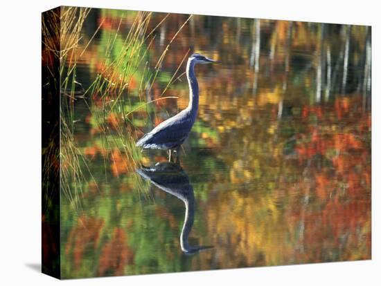 Great Blue Heron in Fall Reflection, Adirondacks, New York, USA-Nancy Rotenberg-Premier Image Canvas