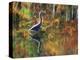 Great Blue Heron in Fall Reflection, Adirondacks, New York, USA-Nancy Rotenberg-Premier Image Canvas