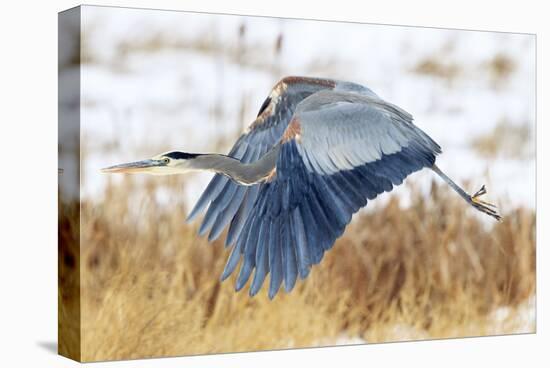 Great Blue Heron in Flight-Jason Savage-Stretched Canvas