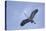 Great Blue Heron in Flight-Arthur Morris-Premier Image Canvas