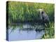 Great Blue Heron in Taylor Slough, Everglades, Florida, USA-Adam Jones-Premier Image Canvas