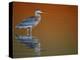 Great Blue Heron in Water at Sunset, Fort De Soto Park, St. Petersburg, Florida, USA-Arthur Morris.-Premier Image Canvas