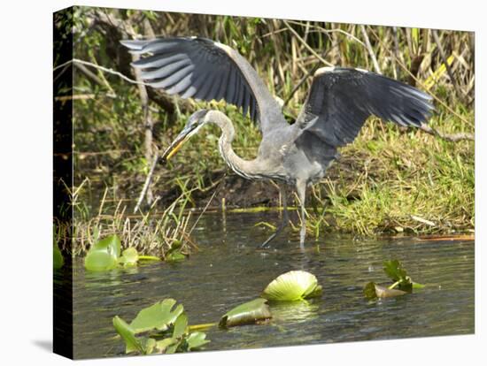 Great Blue Heron Landing, Everglades National Park, Florida-null-Premier Image Canvas