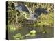 Great Blue Heron Landing, Everglades National Park, Florida-null-Premier Image Canvas