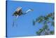 Great Blue Heron prepares to land on a tree over the Brazilian Pantanal-James White-Premier Image Canvas