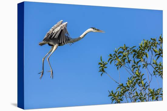 Great Blue Heron prepares to land on a tree over the Brazilian Pantanal-James White-Premier Image Canvas
