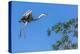 Great Blue Heron prepares to land on a tree over the Brazilian Pantanal-James White-Premier Image Canvas