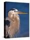 Great Blue Heron, Sanibel Island, Florida, USA-Charles Sleicher-Premier Image Canvas