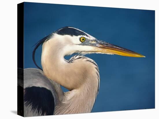 Great Blue Heron, Sanibel Island, Florida, USA-Charles Sleicher-Premier Image Canvas