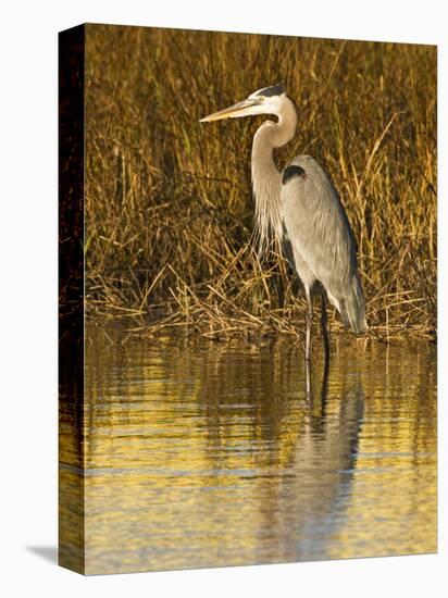 Great Blue Heron Standing in Salt Marsh on the Laguna Madre at South Padre Island, Texas, USA-Larry Ditto-Premier Image Canvas