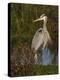 Great Blue Heron Wading, Texas, USA-Larry Ditto-Premier Image Canvas