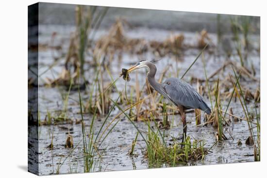 Great Blue Heron with Fish-Larry Ditto-Premier Image Canvas