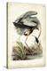 Great Blue Heron-John James Audubon-Stretched Canvas