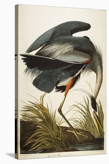 Great Blue Heron-John James Audubon-Premier Image Canvas
