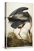 Great Blue Heron-John James Audubon-Premier Image Canvas