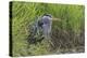 Great blue heron-Ken Archer-Premier Image Canvas