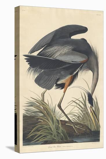 Great Blue Heron-John James Audubon-Premier Image Canvas