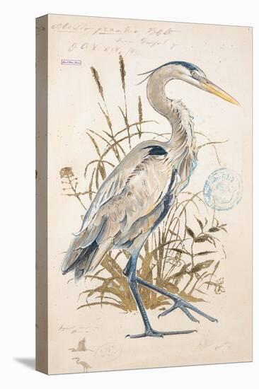 Great Blue Heron-Chad Barrett-Stretched Canvas