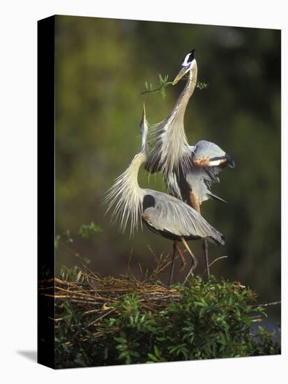 Great Blue Herons in Courtship Display at the Venice Rookery, South Venice, Florida, USA-Arthur Morris-Premier Image Canvas