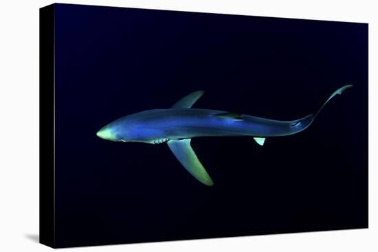 Great Blue Shark (Prionace Glauca), Dorsal View Against Dark Water-Nuno Sa-Premier Image Canvas