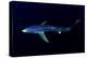 Great Blue Shark (Prionace Glauca), Dorsal View Against Dark Water-Nuno Sa-Premier Image Canvas