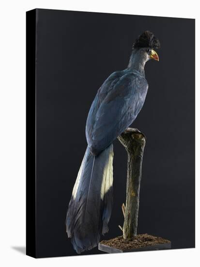 Great Blue Turaco-null-Premier Image Canvas