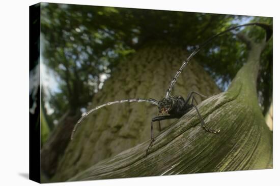 Great Capricorn Beetle (Cerambyx Cerdo)-Solvin Zankl-Premier Image Canvas