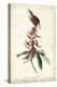Great Carolina Wren-John James Audubon-Stretched Canvas