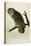 Great Cinereous Owl-John James Audubon-Premier Image Canvas
