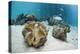 Great Clams-Reinhard Dirscherl-Premier Image Canvas