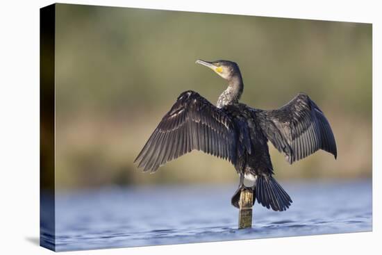 Great Cormorant Female with Wings Outstretched to Dry-null-Premier Image Canvas
