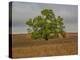 Great Cottonwood Tree in Kansas Flint Hills-Michael Scheufler-Premier Image Canvas