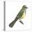 Great Crested Flycatcher (Myiarchus Crinitus), Birds-Encyclopaedia Britannica-Stretched Canvas