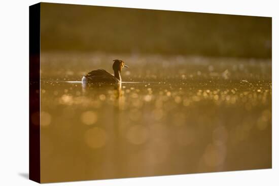 Great Crested Grebe, Podiceps Cristatus), Newcastle, United Kingdom, Europe-David Gibbon-Premier Image Canvas