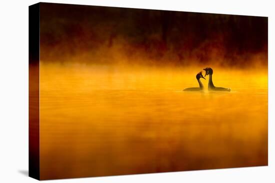 Great Crested Grebe (Podiceps Cristatus) Pair Performing Courtship Displaying at Dawn, Cheshire, UK-Ben Hall-Premier Image Canvas