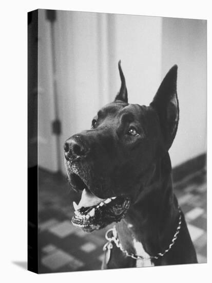 Great Dane Belonging to Governor William Stratton-Robert W^ Kelley-Premier Image Canvas