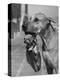 Great Dane Holding Chihuahua in Purse-Bettmann-Premier Image Canvas