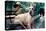 Great Dane on Central Park Bench NYC-null-Stretched Canvas