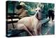 Great Dane on Central Park Bench NYC-null-Stretched Canvas