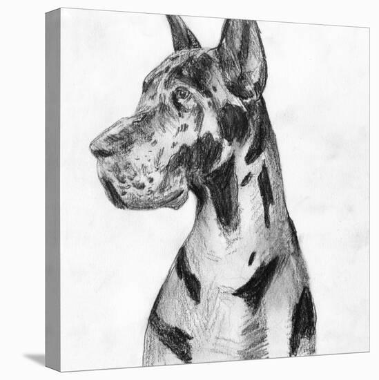 Great Dane Portrait I-Melissa Wang-Stretched Canvas