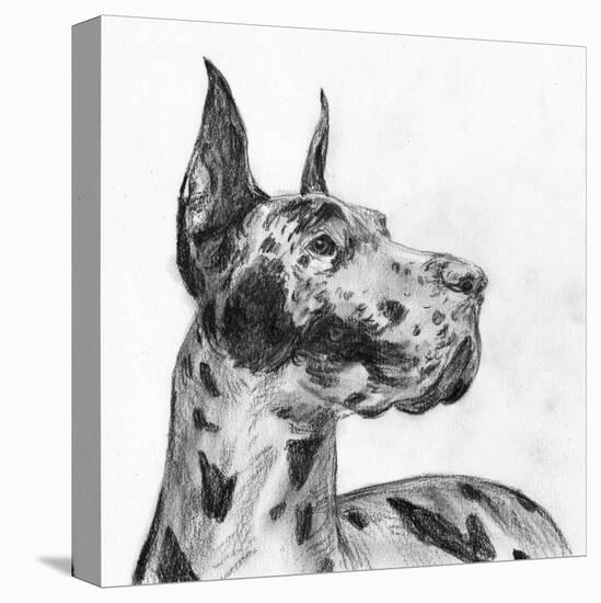 Great Dane Portrait II-Melissa Wang-Stretched Canvas