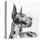 Great Dane Portrait II-Melissa Wang-Stretched Canvas