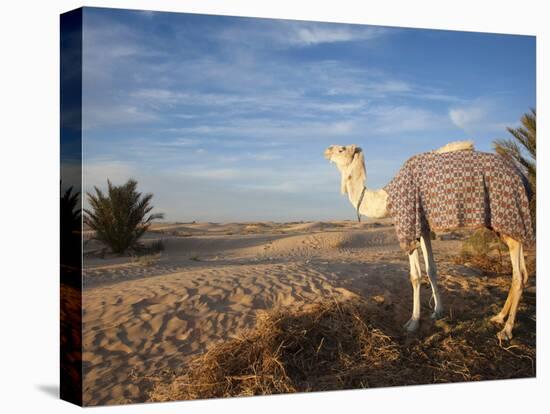 Great Dune and Camel, Douz, Sahara Desert, Tunisia-Walter Bibikow-Premier Image Canvas