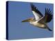 Great Eastern White Pelican Flying, Chobe National Park, Botswana-Tony Heald-Premier Image Canvas