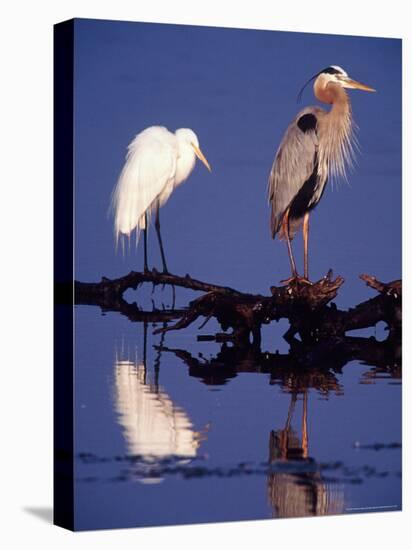 Great Egret and Great Blue Heron on a Log in Morning Light-Charles Sleicher-Premier Image Canvas