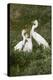 Great Egret, Ardea alba, feeding young-Larry Ditto-Premier Image Canvas