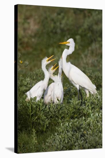 Great Egret, Ardea alba, feeding young-Larry Ditto-Premier Image Canvas