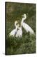 Great Egret, Ardea alba, feeding young-Larry Ditto-Premier Image Canvas